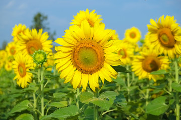 Sunflower