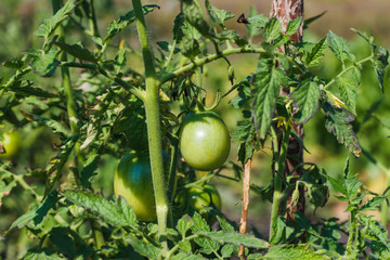 Unripe green tomato on the bush in the garden