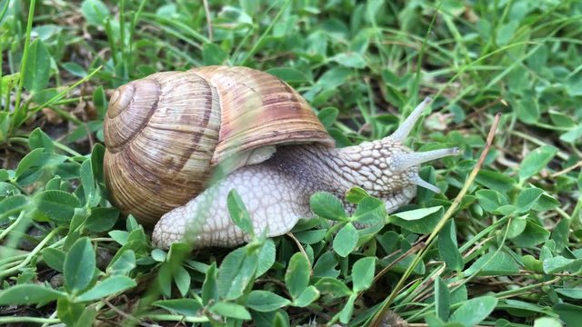 Snail moving in nature 