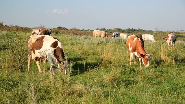herd of cows grazing in meadow