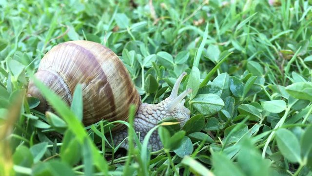 Snail moving in nature 