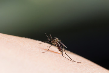 Aedes aegypti Mosquito.