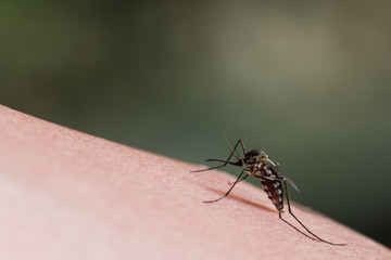 Aedes aegypti Mosquito.