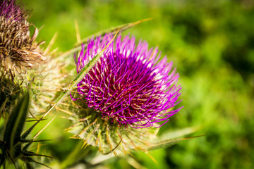 Beautiful thistle flower