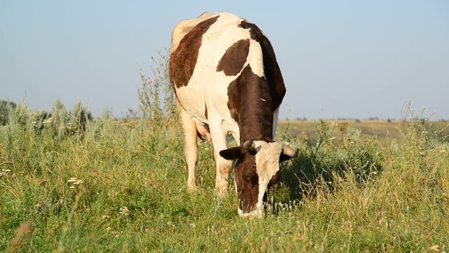 Cow eating grass on glade