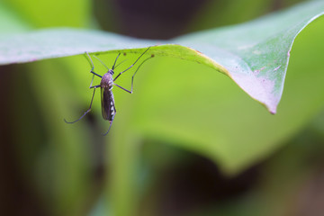 Aedes albopictus,Aedes aegypti Mosquito. Close up a Mosquito. Mo