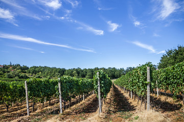 Fototapeta na wymiar vineyard grape ranks in Bosnia and Herzegovina