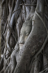 tree roots around buddha face