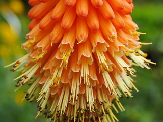 Fackellilie, Raketenblume, Kniphofia © conserver