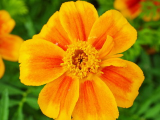 Blühende Tagetes, Studentenblume