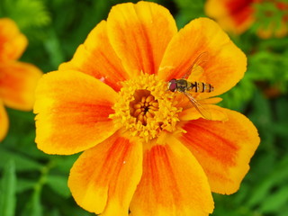 Blühende Tagetes mit Schwebfliege, Studentenblume
