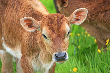 Calves in a field