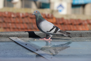 male pigeon standing on roof tiles in a spring day, looking for a mate