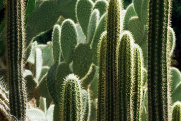 thickets of cactus