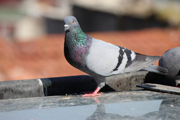 male pigeon standing on roof tiles in a spring day, looking for a mate