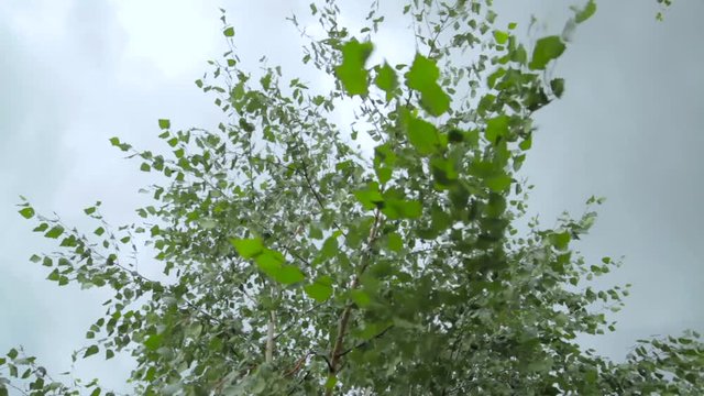 Wind blowing birch leaves in cloudy weather. Close up