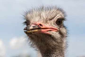 Fotobehang Struisvogel Portret van een struisvogel in zonnige dag