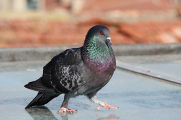 male pigeon standing on roof tiles in a spring day, looking for a mate