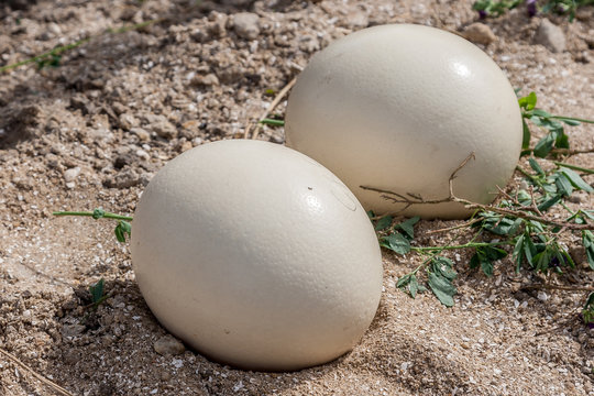 Two ostrich egg, close-up.