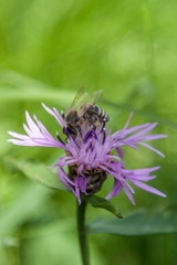 Bee on purple flower collects honey.