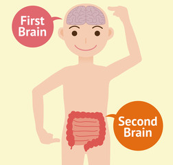 human brain and guts, second brain, vector illustration - obrazy, fototapety, plakaty