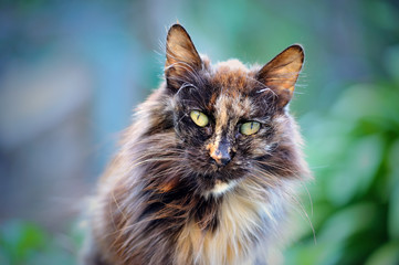 Homeless cat with piercing eyes