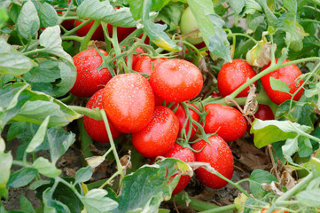 Pomodori