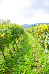 Fototapeta na wymiar italian mountain vineyard