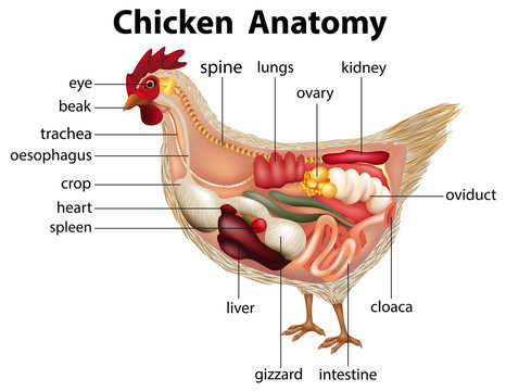 Diagram showing anatomy of chicken