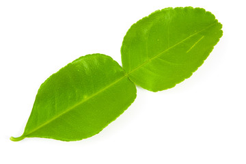 Fototapeta na wymiar Kaffir lime leaves isolated