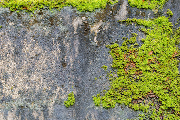 white concrete wall texture