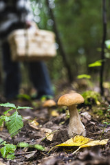 mushroom in the forest with a shallow depth of field
