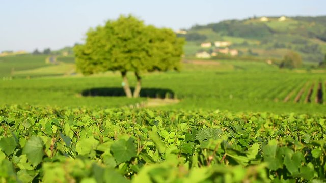 Landscape of Beaujolais in the morning