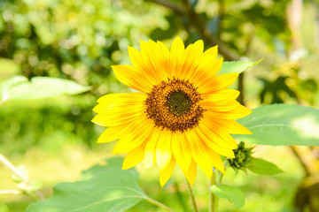 sunflower with cricket
