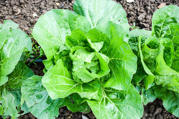 freshly cauliflower countryside