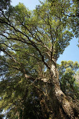 Fototapeta premium chêne liège en forêt Corse