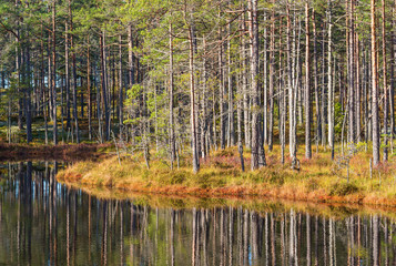 Pine forest at the lake with reflections in the water
