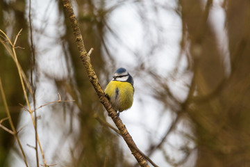 Blue tit on a branch in the woods