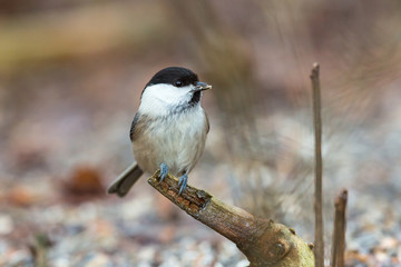 Marsh tit sitting on a branch in the woods