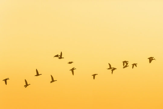 Flock of geese flying at sunrise in the sky