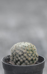 Cactus in black plastic pot (Soft tone style)