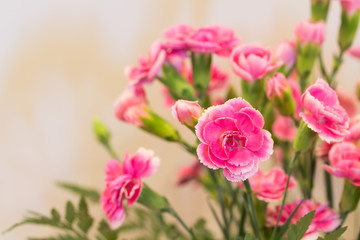 carnation flowers ,pink carnations
