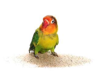 Lovebird isolated on white Agapornis fischeri (Fischer's Lovebird)
