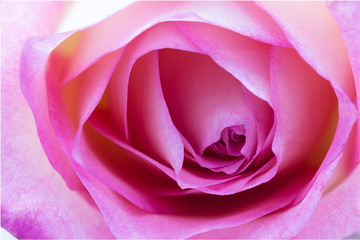 Pink rose close-up can use as wedding background.