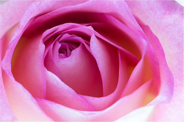 Fototapeta na wymiar Pink rose close-up can use as wedding background.
