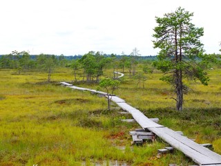 Duckboards at Torronsuo National Park, Finland