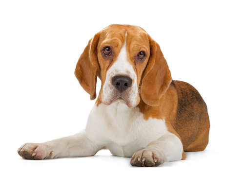 Beagle puppy isolated on white background