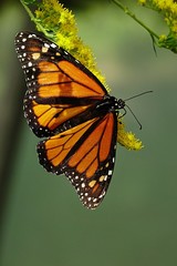 Monarch butterfly (Danaus Plexippus) feeding from small yellow flowers
