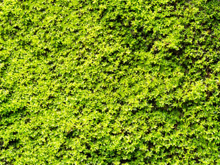 Natural green moss texture on wall for beautiful background with copy space