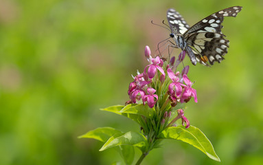 Obraz na płótnie Canvas Closeup butterfly on flower